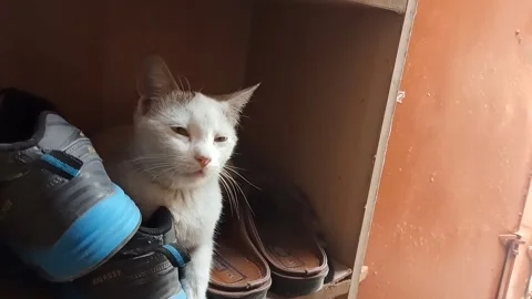 Pet on home Stock Footage 150258786