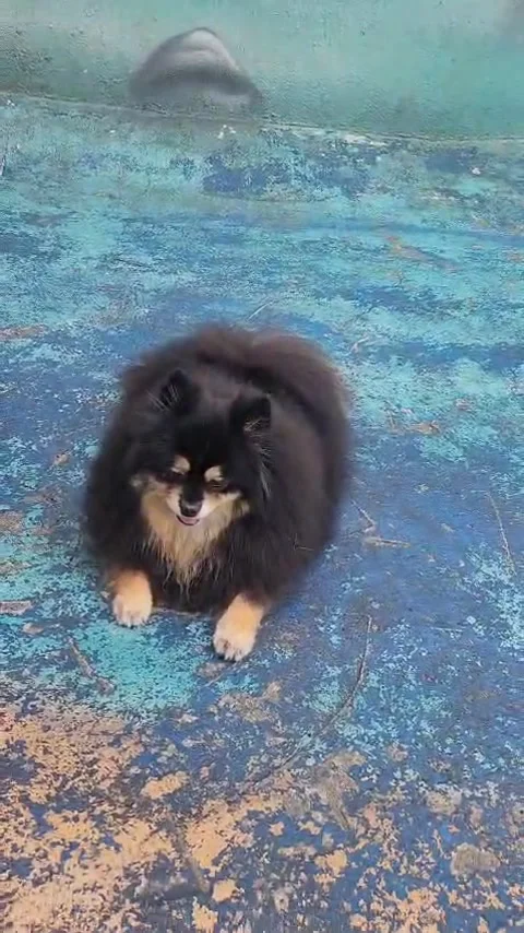 Pet Hotel Video stock 302222972