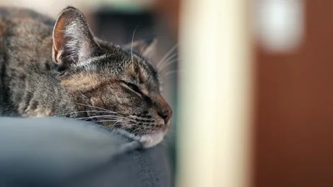 Pet house cat on edge of couch cute close up Stock Footage 259989010