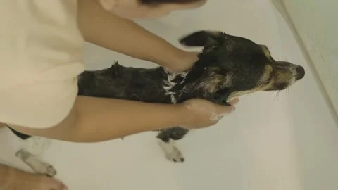 Pet hygiene Stock Footage 247565813