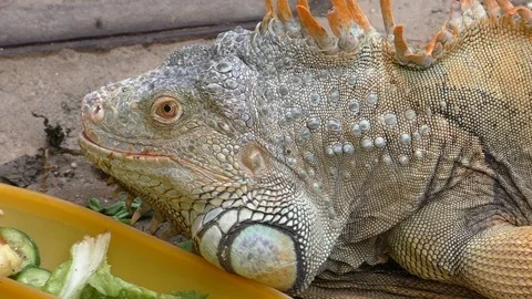 Pet iguana lizard eating close up Vídeos de archivo 100694736