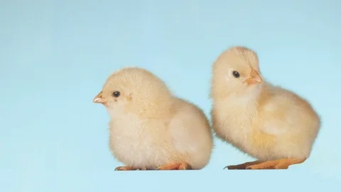 Pet on isolated background. Video stock 116590689