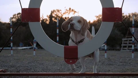 Pet jumps into the ring competitions. dog breed Beagle jumping through tire jump Stock Footage 120835959