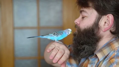 The pet kisses its owner. The affection of a pet. Care and attention. Stock Footage 150340931