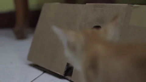 Pet kitten in a box Vídeo Stock 80073512