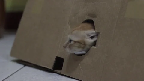 Pet kitten comes out of a box Vídeo Stock 80012837