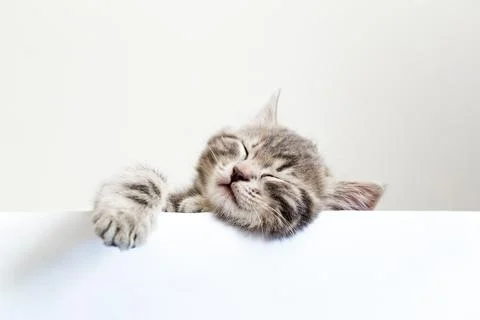 Pet kitten head with paw napping behind white banner background with copy space Stock Photos
