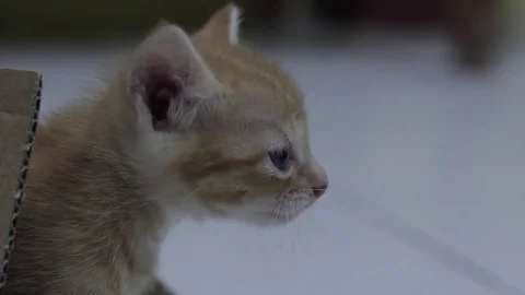 Pet kitten meowing Vídeo Stock 80012851