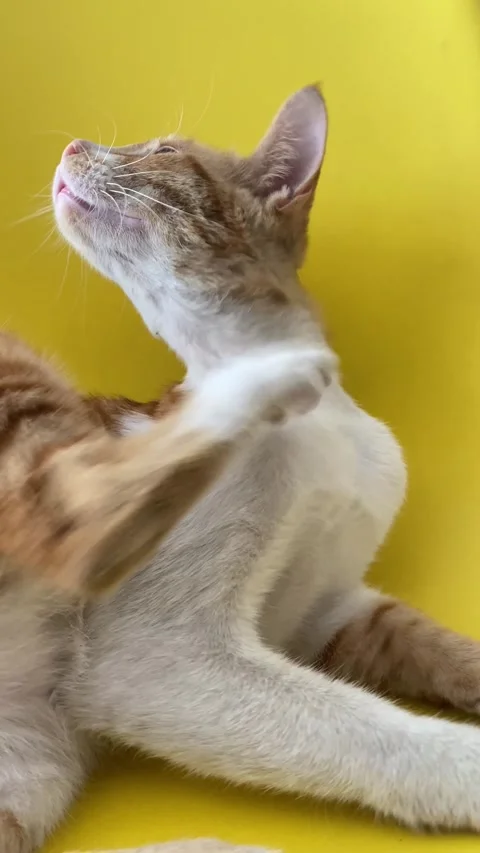 A pet kitten is scratching its neck with its paw on a yellow background. 스톡 동영상 275380823
