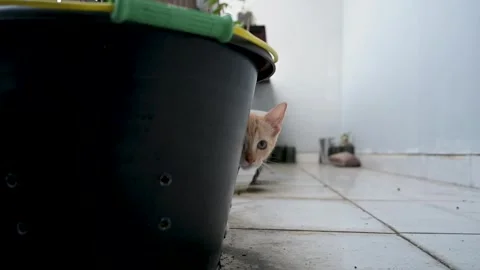 Pet kittens playing hide and seek Stock Footage 242008496