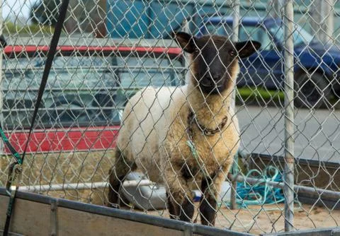 Pet lamb Stock Photos