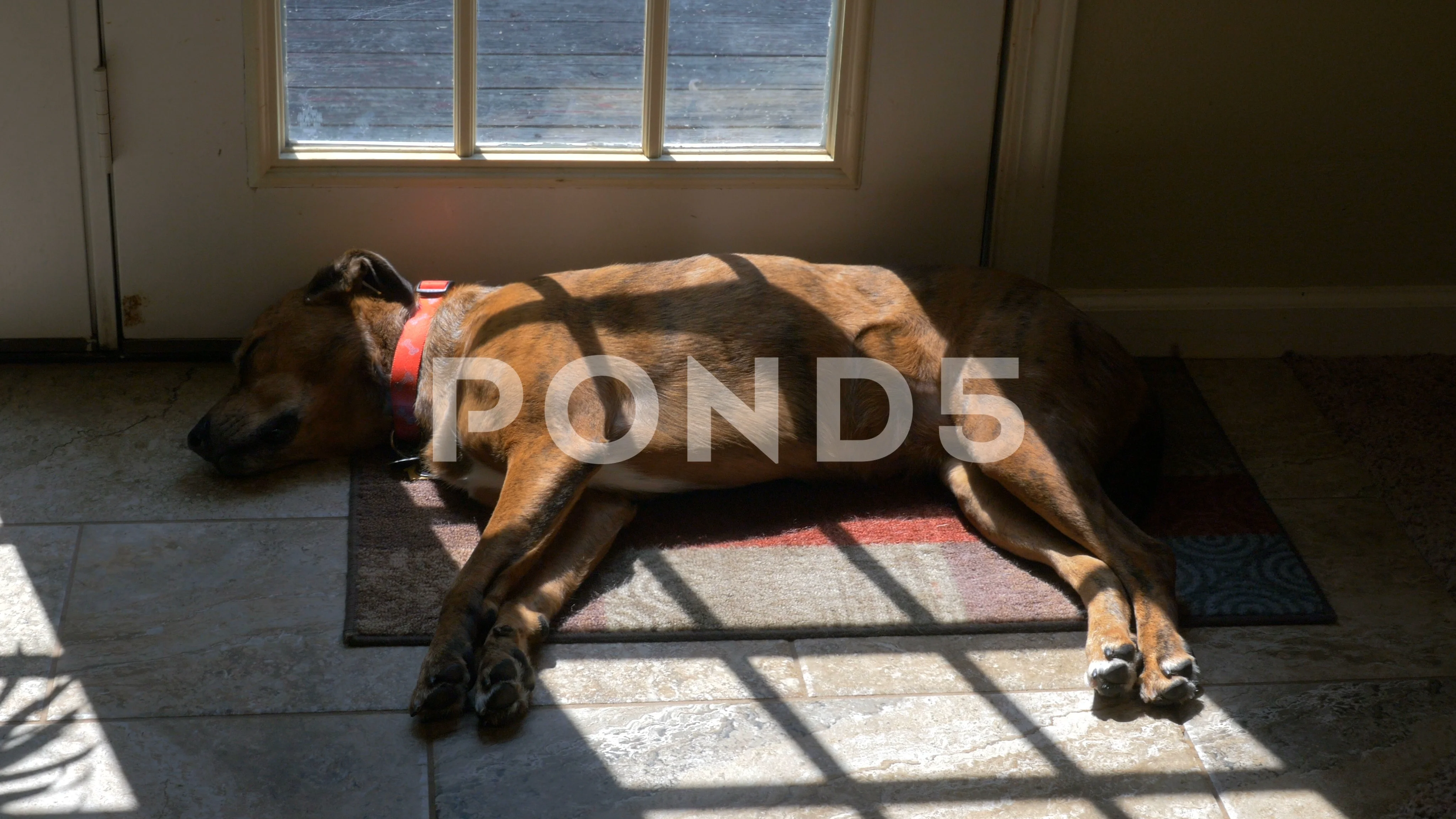 Is It Ok For Dog To Sleep In Garage