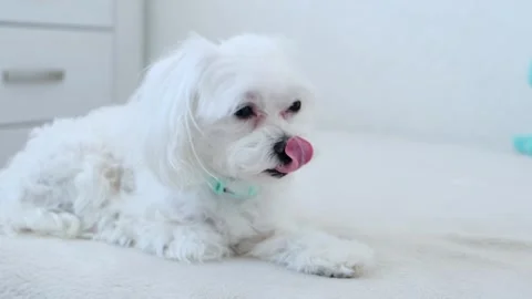 The pet licks itself while lying on the bed. Stock Footage 269955755