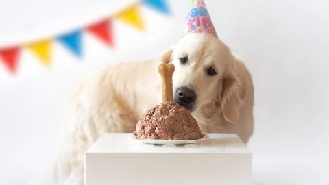 Pet life at home. funny video from the birthday of the dog - beautiful golden Stock Footage