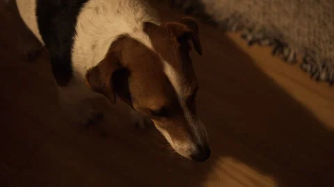 Pet lifestyle concept Stock Footage 331853885