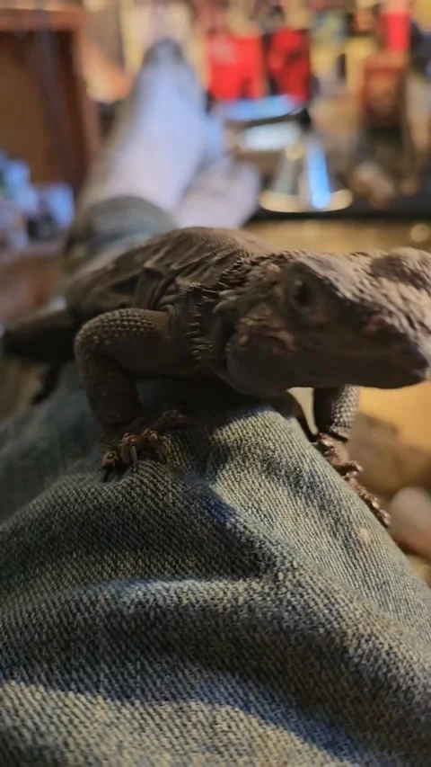 Pet Lizard Crawling on Denim Stock Footage 332337725