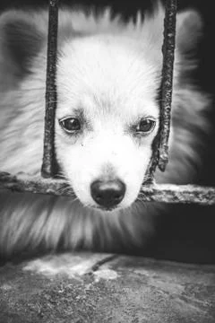 Pet looking outside from home gate.While everyone is staying indoors during t Stock Photos