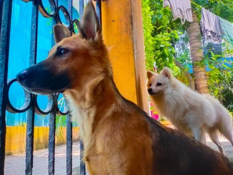 Pet looking outside from home gate.While everyone is staying indoors during t Stock Photos