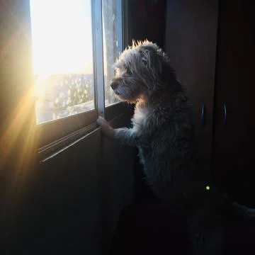 Pet looks out the window Stock Photos