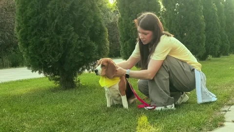 Pet lover pets a beagle dog during outdoor training in a park, canine bonding Stock Footage 344090665