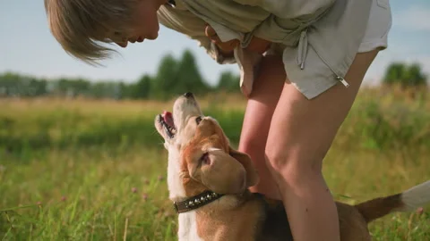 Pet Lover Playfully Interacting with Dog in Sunny Grassy Field Stock-Footage 290399404