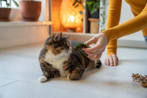 Pet lover proposing moss for smelling to cat. Stimulation of cognitive functions 스톡 사진