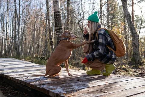 Pet lover training beloved dog magyar vizsla, giving commands, teaching to give Stock Photos