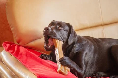 The pet is lying on the sofa on the blanket. A black Labrador retriever dog w Stock Photos