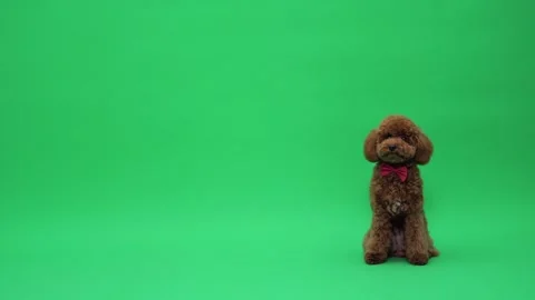 Pet marketing image featuring attentive brown poodle with collar Stock Footage 327610046