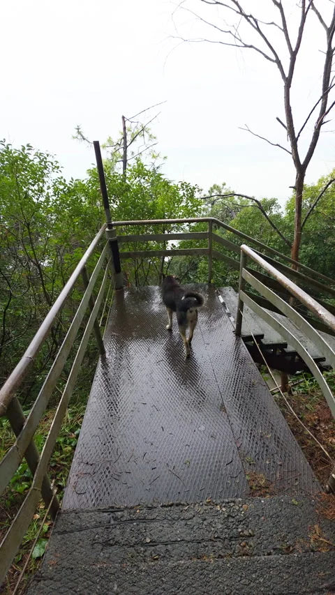 Pet meanders across wet reflective deck. Dog walks through scenic rainy Видео 330270551
