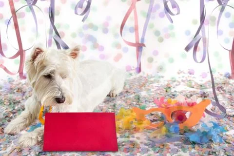Pet message for Carnival Stock Photos