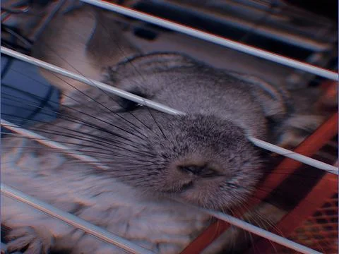 Pet Mouse Stock Photos