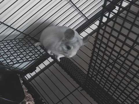 Pet Mouse Stock Photos