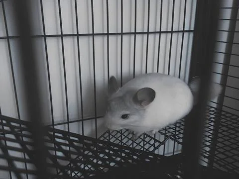 Pet Mouse Stock Photos