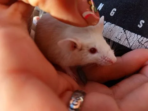 Pet mouse Stock Photos