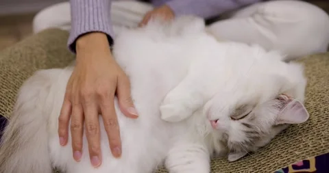 Pet owner cuddle her cat at home Stock Footage 231533255