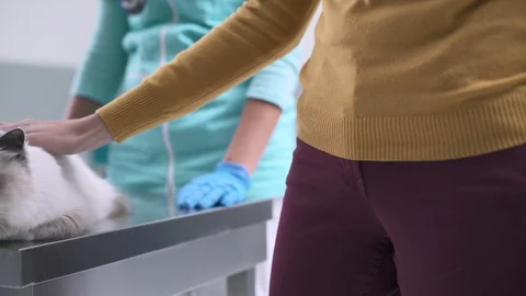 Pet owner cuddling her cat at the veterinary clinic Stock Footage 128797498