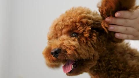Pet owner gently strokes small brown dog love between human and furry friend Stock Footage 280490502