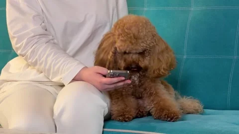 Pet owner interacting with apricot poodle on teal sofa over progressive Stock Footage 338060902