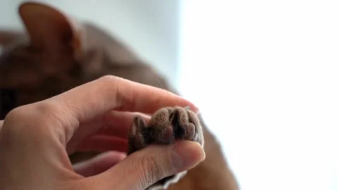 Pet owner looking at blue Abyssinian cat's paws with long and sharp cat  Stock Footage 239432597