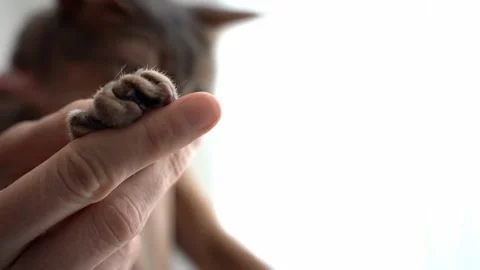 Pet owner looking at blue Abyssinian cat's paws with long and sharp cat claws. w Stock-Footage 243763797