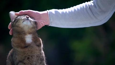 Pet owner stroking cat Stockbeeldmateriaal 129442036