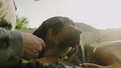 Pet owner using physical contact to calm down her dog and stop anxiety. Stock Footage 261449357