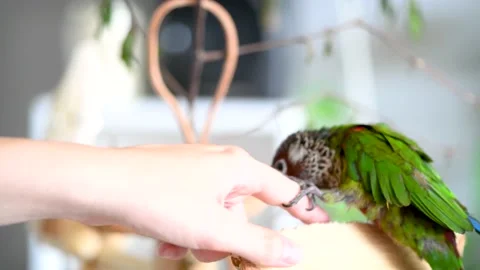 Pet painted parakeet playfully biting the finger of his human friend Stock Footage 130848888