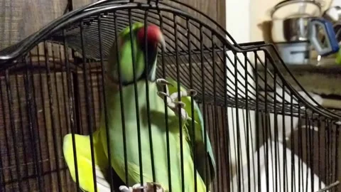 Pet Parakeet in Cage Biting on Bars 库存影片 133959238