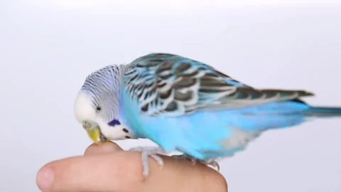 A pet on a person's hand, playing. A blue pet bird on a finger. Stock Footage 244181344