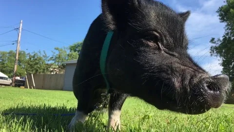 Pet Pig Close Up 스톡 동영상 78518041