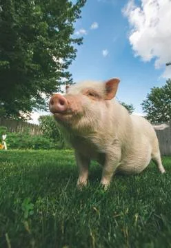 Pet Pig Foto stock