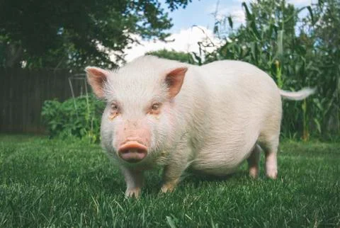 Pet Pig Foto stock