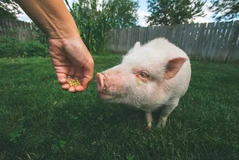Pet Pig Stock Photos